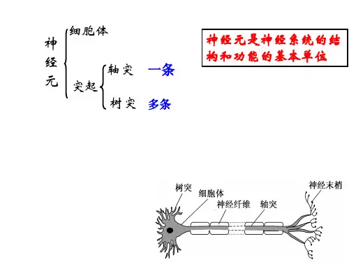 高中生物课件-动物生命活动的调节1