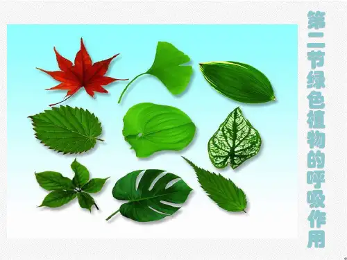 3.5.2++绿色植物的呼吸作用++课件-2023-2024学年人教版生物七年级上册