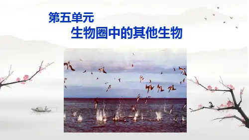 腔肠动物和扁形动物ppt课件