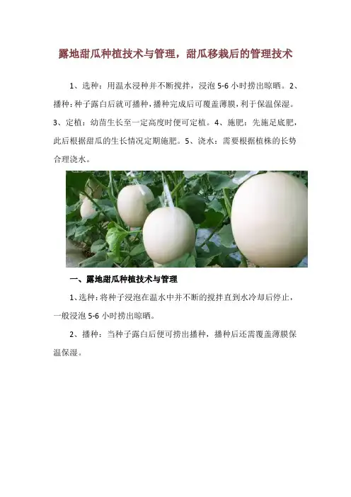 露地甜瓜种植技术与管理,甜瓜移栽后的管理技术