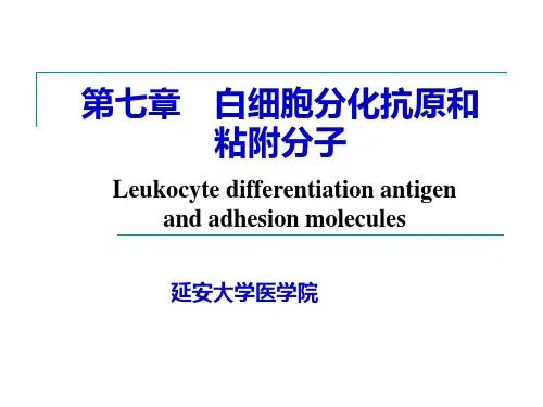 白细胞分化抗原和粘附分子