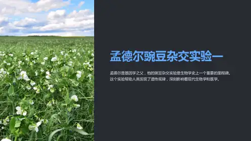 孟德尔豌豆杂交实验一