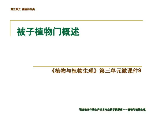 被子植物门概述.