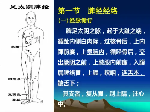 4.足太阴脾