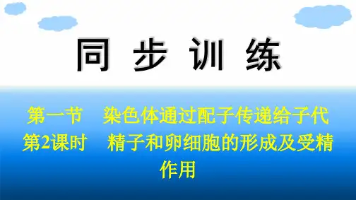 浙科版高中生物学必修2精品课件 第2章 染色体与遗传 第1节 第2课时 精子和卵细胞的形成及受精作用