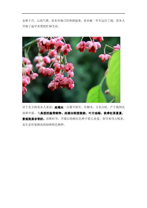 畅销乡土树种丝棉木,美得惊艳!