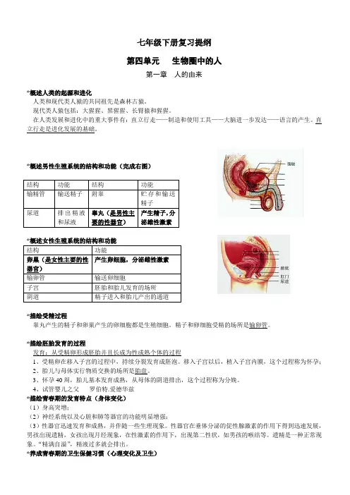 七下复习提纲(第四单元生物圈中的人)