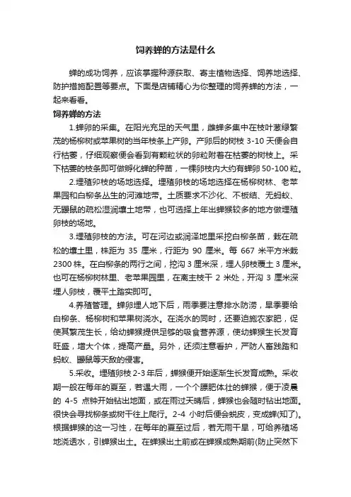 饲养蝉的方法是什么