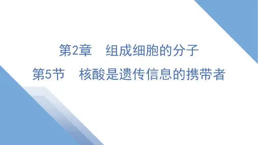 核酸是遗传信息的携带者课件-高一上学期生物人教版必修1