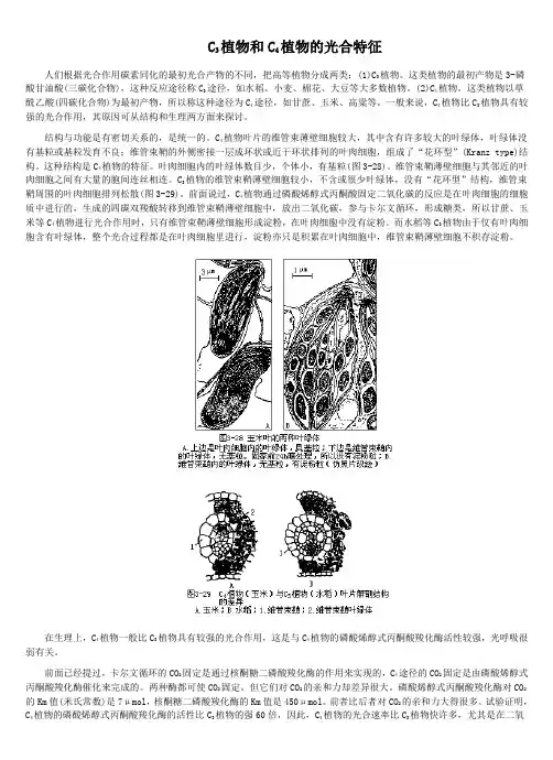 C3植物和C4植物的光合特征