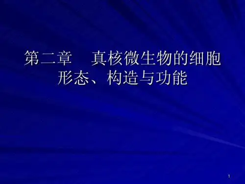 2章 真核微生物的细胞形态、结构和功能_