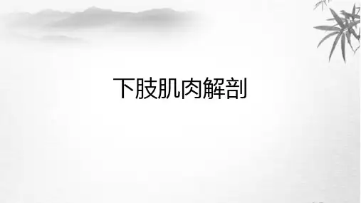 下肢肌肉解剖