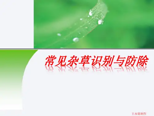 (完整版)常见杂草识别