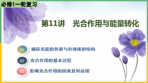 第11讲 光合作用与能量转化-2024届高考生物一轮复习优质课件