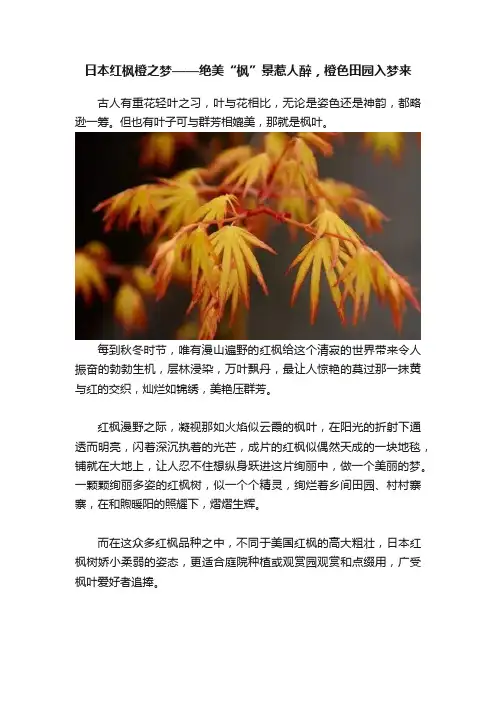 日本红枫橙之梦——绝美“枫”景惹人醉，橙色田园入梦来