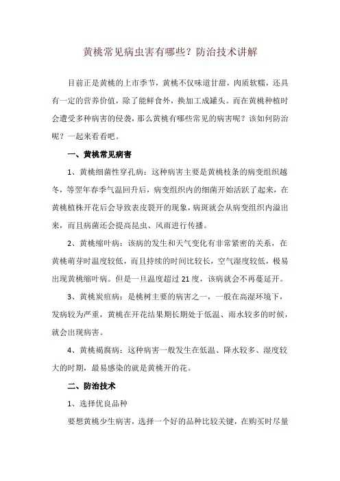 黄桃常见病虫害有哪些？防治技术讲解