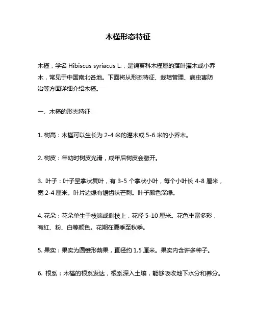 木槿形态特征