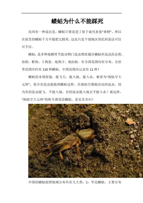蝼蛄为什么不能踩死