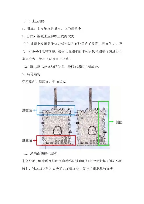 人体和动物体四大组织