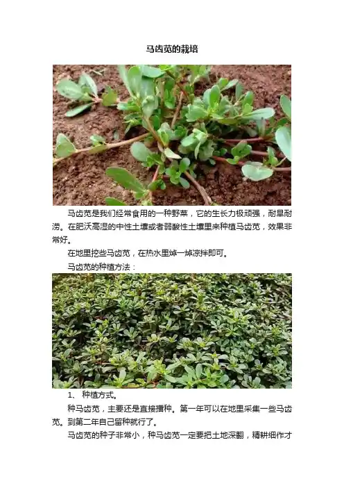 马齿苋的栽培