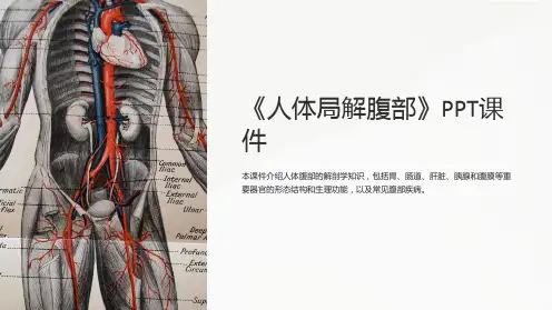 《人体局解腹部》课件