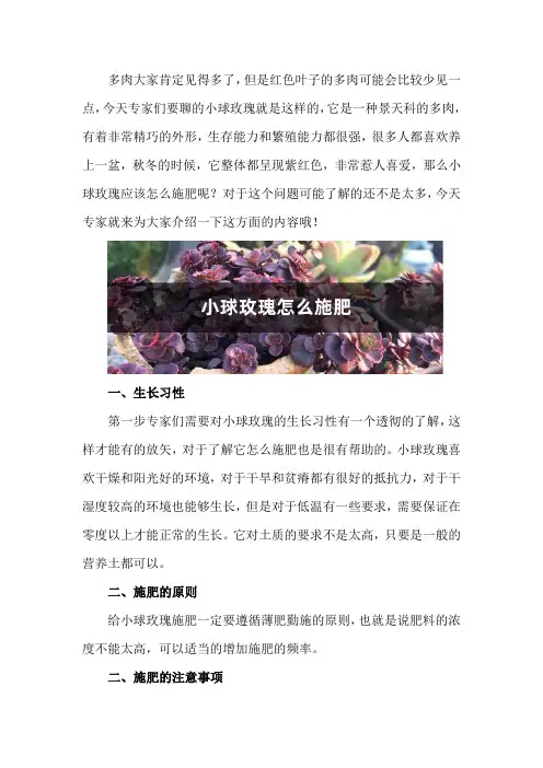 小球玫瑰怎么施肥