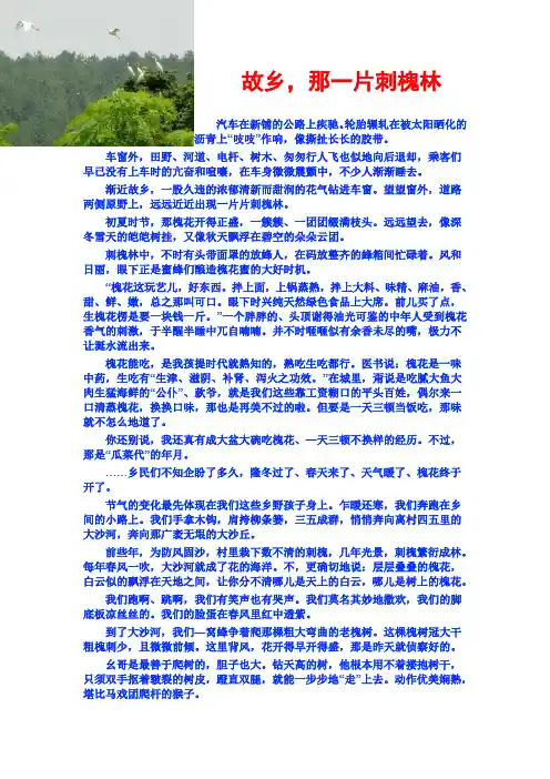 故乡,那一片刺槐林