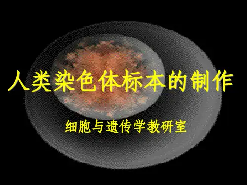 人类外周血淋巴细胞的培养及染色体标本制备