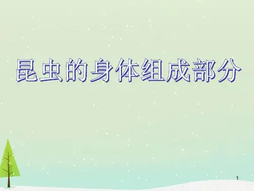 昆虫主题课件《幼儿园》PPT
