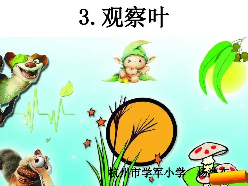 教科版一年级科学1.3观察叶课件高品质版