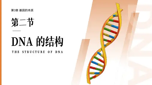 DNA的结构课件高一下学期生物人教版必修2