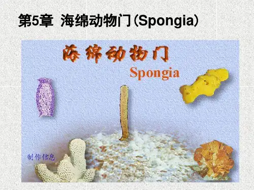 普通动物学 第五章 侧生动物门 or 海绵动物门