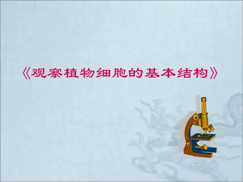 观察植物细胞的基本结构