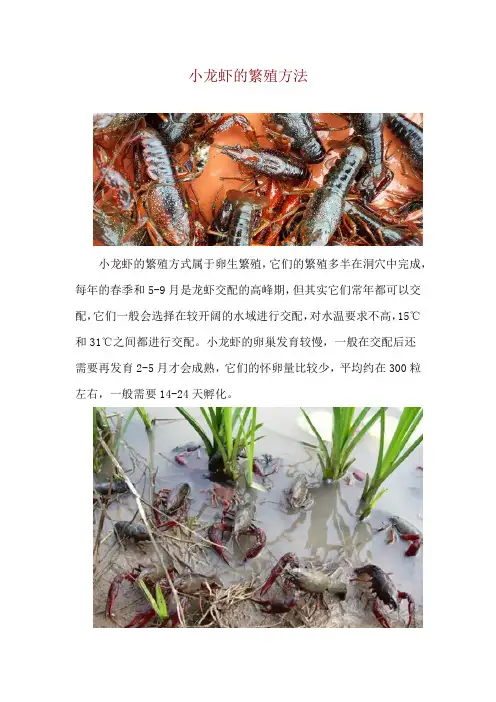 小龙虾的繁殖方法