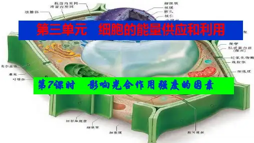 高三生物一轮复习课件影响光合作用的因素