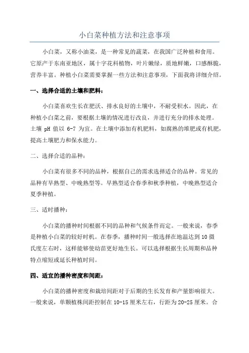 小白菜种植方法和注意事项