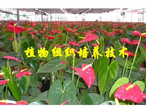 专题3《植物的组织培养技术》1ppt课件