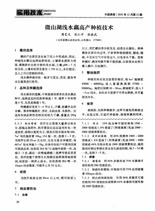 微山湖浅水藕高产种植技术