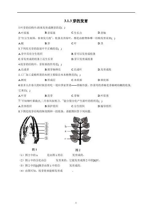 3.1.3芽的发育—2022-2023学年冀教版生物八年级上册同步练习(word版含解析)