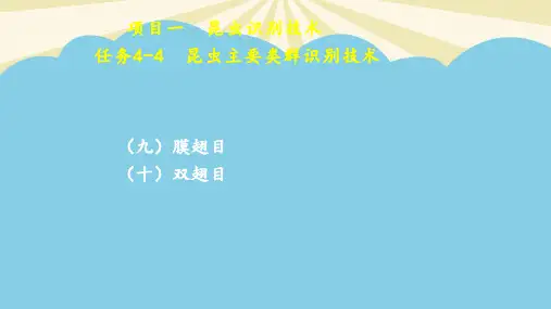 项目一任务44昆虫主要类群识别技术.2021最全PPT