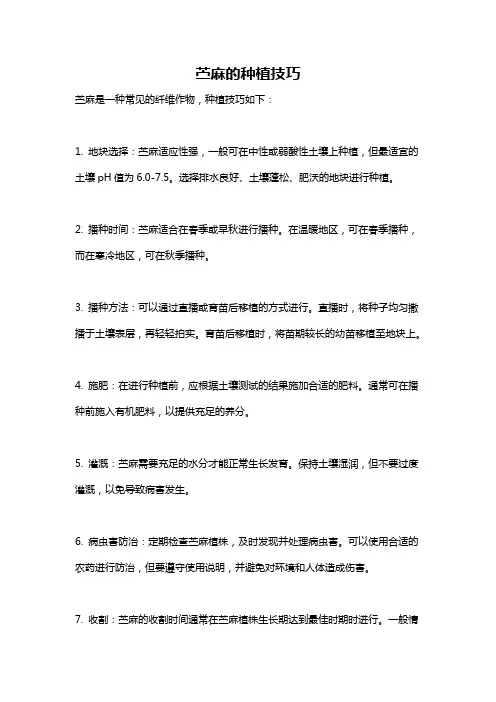 苎麻的种植技巧
