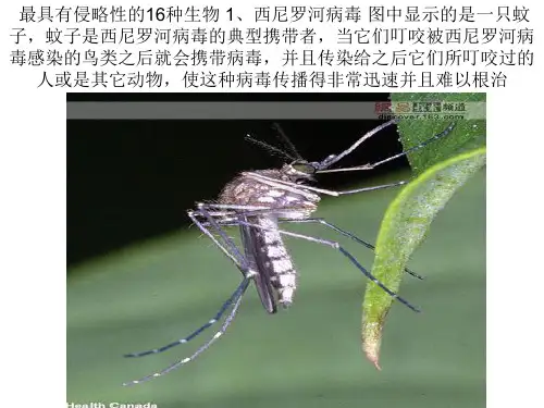 生物入侵的例子