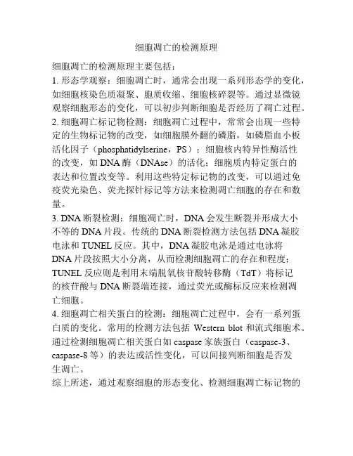 细胞凋亡的检测原理