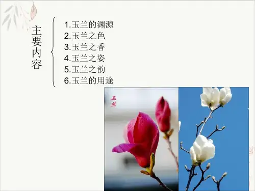 玉兰花文化课件-PPT