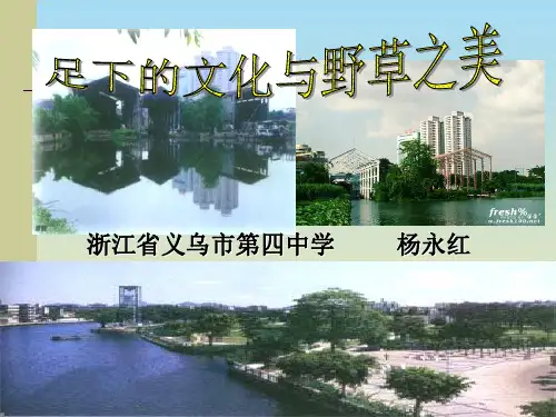 足下的文化与野草之美ppt4 课件下载