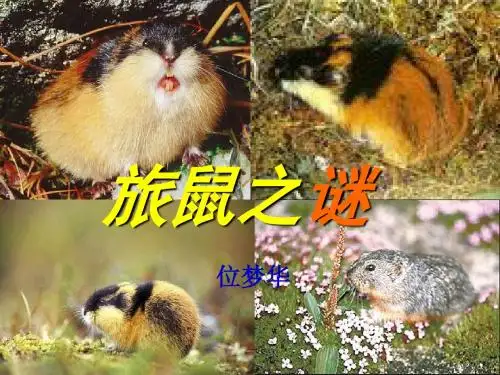 【最新】人教版八年级语文下册：13旅鼠之谜 课件