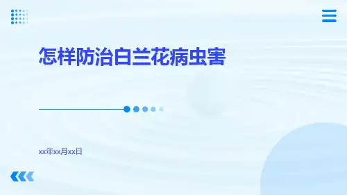 怎样防治白兰花病虫害