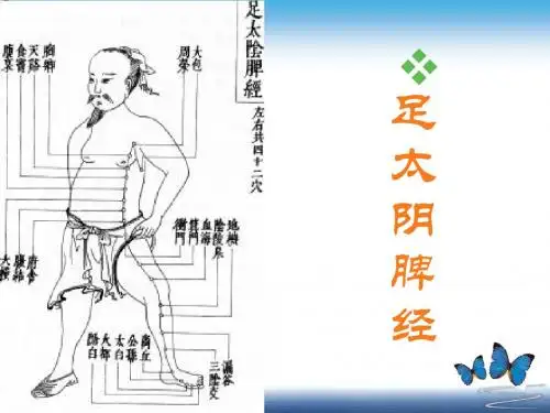 足太阴脾经