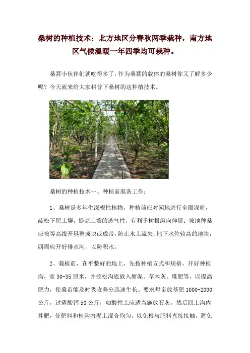 桑树的种植技术：北方地区分春秋两季栽种,南方地区气候温暖一年四季均可栽种。