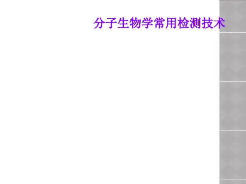 分子生物学常用检测技术